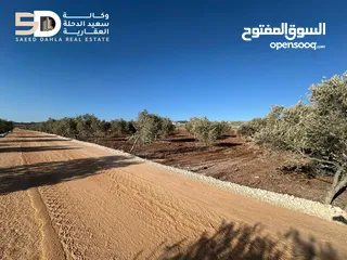 12 نمر_أراضي_زيتون  مثمرة ومعمّرة في أرقى مواقع دير غزالة  جنين