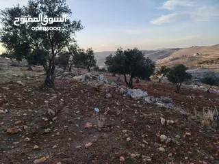  2 مزرعة لقطة مميزة مشجرة جرش دحل مساحة 3دونمات ونصف