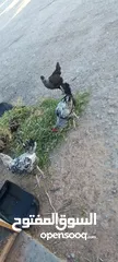  2 ديوك فيومي