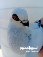  6 بعد الصلاة ع النبي جوزين بواز بلديات نخب اول ع حل شغالات جفن ودماغ ع طبيعه أجمل من الصور