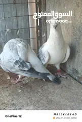  2 11 جوز مساويد، كشامره هومرات محيرات بواز مزهورات اسطنابله