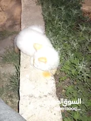  8 متوفر لدينا قطاط شرزي