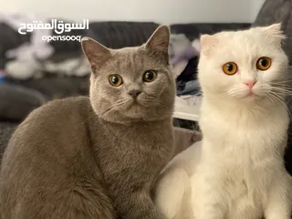  1 مكس الام بريتش الأب سكوتش