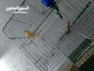  4 كنار للبيع شغالات تحتهم بيض وفي فراح الله يبارك لاصاحب نصيب سعر حرق تواصل