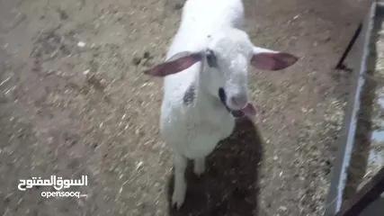  3 حملة عمر شهرين ونصف عساف