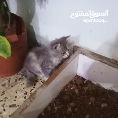  7 قطط هيمالايا رمادي