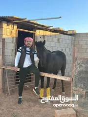  4 خيل فرس دهما