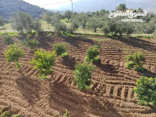  10 مزرعه مميزة جدا مع بيت ريفي ذات إطلالة غربيه على جبال فلسطين