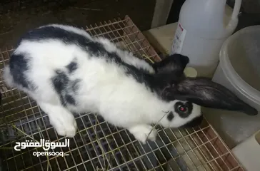  2 أرانب واقفاص للبيع
