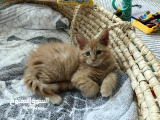  2 Mainecoon kitten