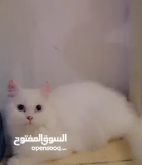  4 Persian kitten 5 months old