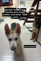  2 German shepherd pure breed puppies جرمن بيور