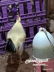  21 ديك كبير جدا بالصوره عمر سنتين للبيع يوجد ديك  بعمر الثمانيه اشهر العدد 2 في سعر 8