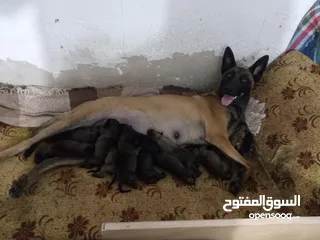  4 جراو مالينو بلجم العمر 16 يوم للبيع