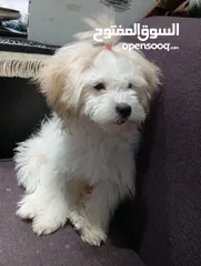  1 vaccinated Maltese dog كلب مالتيز متطعم