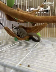  1 Sugar glider for sale