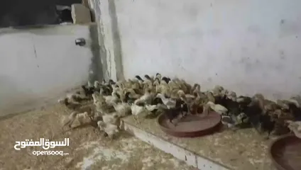  2 صوص عمر شهر بزره طيبه وفي منها لوهمن