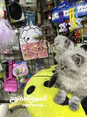  12 هملايا لينكس بيور لعب تابع الوصف بعناية مهم متابعة الوصف عروض حقيقية بمناسبة العرض