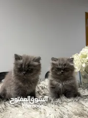  1 pasiyan cat male an female