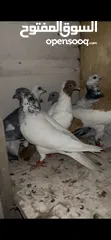  4 7 حبات طيور حمام للبدل على كنارات او للبيع