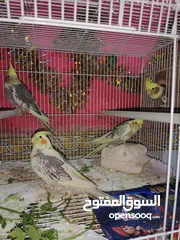  2 طيور كوكتيل للبيع