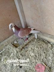  5 حمام زواجل اصليات مال سباق زاخفو و اربيل