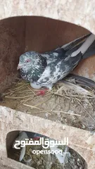  5 Pakistani pigeons