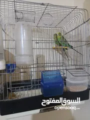  3 جوز طيور حب للبيع