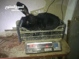  2 أرانب بابيون سلالة صافيه 100%ألوان ساده للبيع