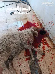  3 لحام ذبح الأظاحي في المنازل الزرقاء  ابو قصي