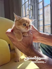  8 pure bred Scottish fold kittens 4 available for sale