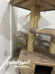  5 Beautiful Cat for Sale – Healthy & Friendly ( urgent sale i am leaving)