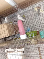  4 عصافير للبيع