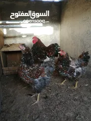  11 بيض فواخر دجاج الزينة العملاق والمقزم للفقاسات نظام اطقم كما موضح بالصور