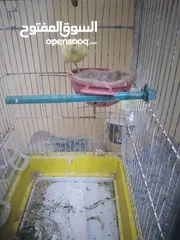  1 كنار طيره شبه جاهزه للبيع مع القفص
