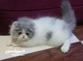  3 بنوته هارليكان بلاك + وايت بنوته ڤان بلو  بنوته كاليكو ڤان  بنوته كاليكو دايلوت  ولد كريم وايت