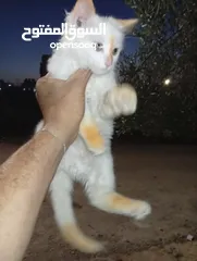  3 متوفر لدينا قطاط شرزي