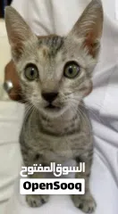  2 قطه صغير لونها رصاص عمرها شهرين مرحه تحب اللعب ذكيه ونشيطه وودوده وهي من القطط المحلية و تتمتع بجسم