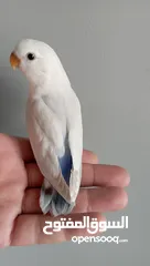  4 طيره كنار مقنبره عمر سنه بكريه