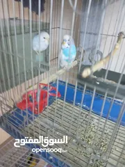  12 3 جواز حب صحه و نضافه شغالات أنثى كنار ليموني شغاله معبيه كل جوز معو قفص 3 معالف و كوخ سعر الجوز 8
