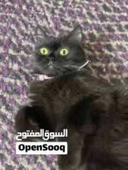 3 القطه : للتبني / free  عمر 9 شهور جنس/ انثى