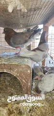  6 ازواج كنج سوبر جامبو