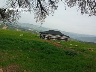  13 خيم شعر تراثيه