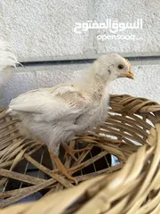  2 صوص دجاج لاحم عدد 2