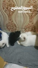  3 5 قطط شيرازي للبيع مع الام