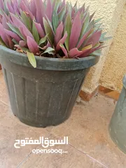  5 نباتات الزينه بحجم كبير وتربه ممتاز جدا وصحه ممتاز  لا تحتاج كثير من المياه
