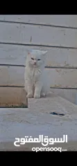  1 قطط للتبني اناثي