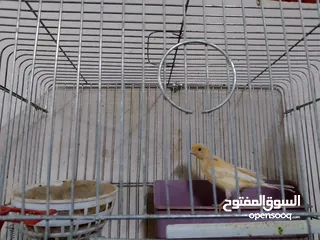  7 مجموعة طيور جواز كلها شغاله أن شاء الله