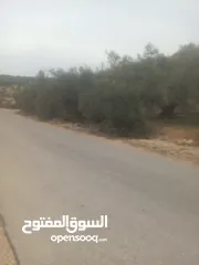  19 القبة الذهبية  اراضي بلعا دير الغصون