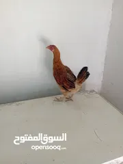  1 دجاجه عرب بياضه رس القديم شرط صحه